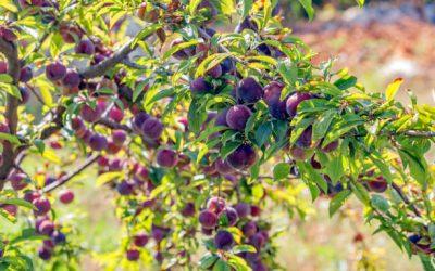 Les prunes sauvages sont-elles toxiques ?