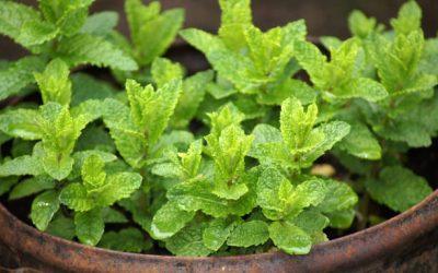 Menthe aux feuilles mortes : quelles sont les causes et comment la sauver ?