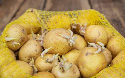 Quel anti-germe pour pomme de terre est autorisé en Espagne ?