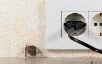 Comment se débarrasser des souris dans les murs ?