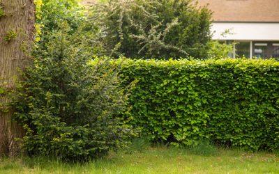 Que dit la jurisprudence sur les haies mitoyennes ?